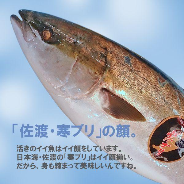 新潟 佐度産 天然 鰤 寒ブリ 「佐渡 寒ぶり」 3.0kg〜3.9kg 一尾丸もの 送料無料_3