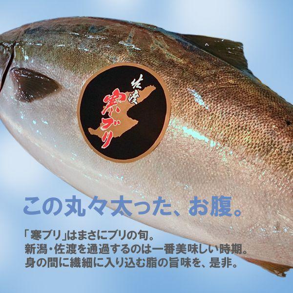 新潟 佐度産 天然 鰤 寒ブリ 「佐渡 寒ぶり」 3.0kg〜3.9kg 一尾丸もの 送料無料_4