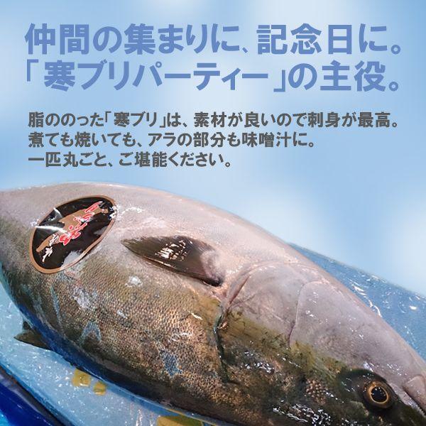 新潟 佐度産 天然 鰤 寒ブリ 「佐渡 寒ぶり」 4.0kg〜4.9kg 一尾丸もの 送料無料｜uomizushima｜06