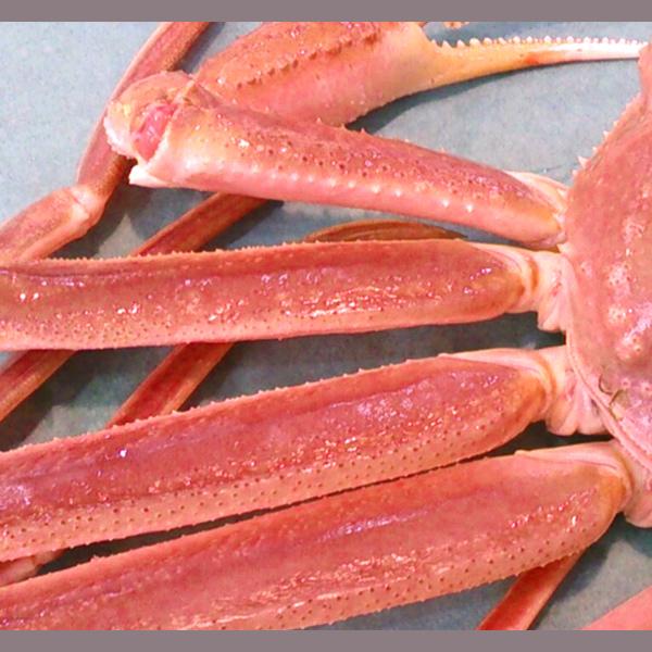 活ズワイガニ姿 新潟・佐渡産「活 本ズワイガニ」（生 本ずわい蟹）大600g以上 2杯 送料無料 佐渡産