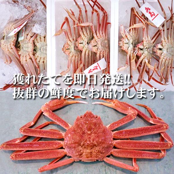 活ズワイガニ姿 新潟・佐渡産「活 本ズワイガニ」（生 本ずわい蟹）大600g以上 2杯 送料無料 佐渡産