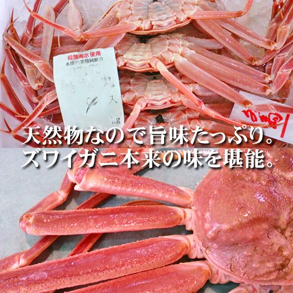 活ズワイガニ姿 新潟・佐渡産「活 本ズワイガニ」（生 本ずわい蟹）大600g以上 2杯 送料無料 佐渡産