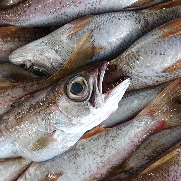 黒ムツ 新潟産 黒むつ 約1kg 6 7尾入 生 冷凍 Kmt 1000 日本海の幸 新潟 魚水島 通販 Yahoo ショッピング