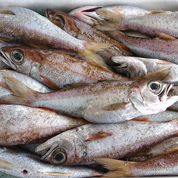 黒ムツ 新潟産 黒むつ 約1kg 6 7尾入 生 冷凍 Kmt 1000 日本海の幸 新潟 魚水島 通販 Yahoo ショッピング