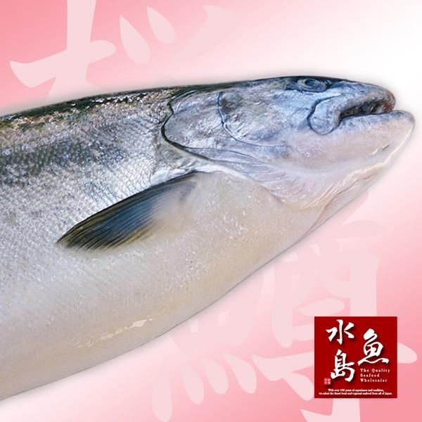 新潟県産 天然サクラマス 本鱒 生一尾 2.0〜2.4kg 送料無料｜uomizushima｜04