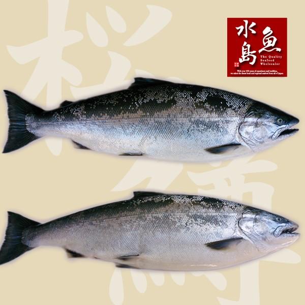 新潟県産 天然サクラマス 本鱒 生一尾 2.5〜2.9kg 送料無料｜uomizushima｜02