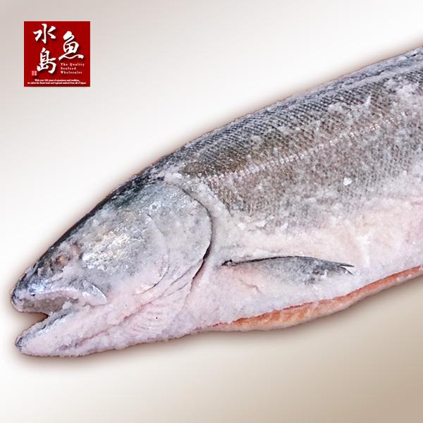 厳選自家製 塩マス（サクラマス 本鱒）1.5〜1.9kg｜uomizushima｜04