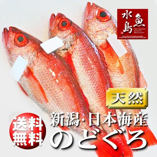 のどぐろ 新潟・日本海産 ノドグロ 500g以上・3尾（生冷凍）送料無料