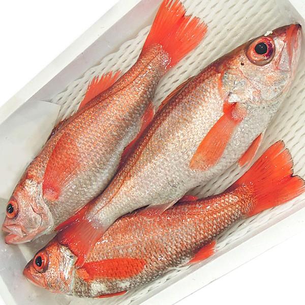 のどぐろ 新潟・日本海産 ノドグロ 500g以上・3尾（生冷凍）送料無料 ノドグロ