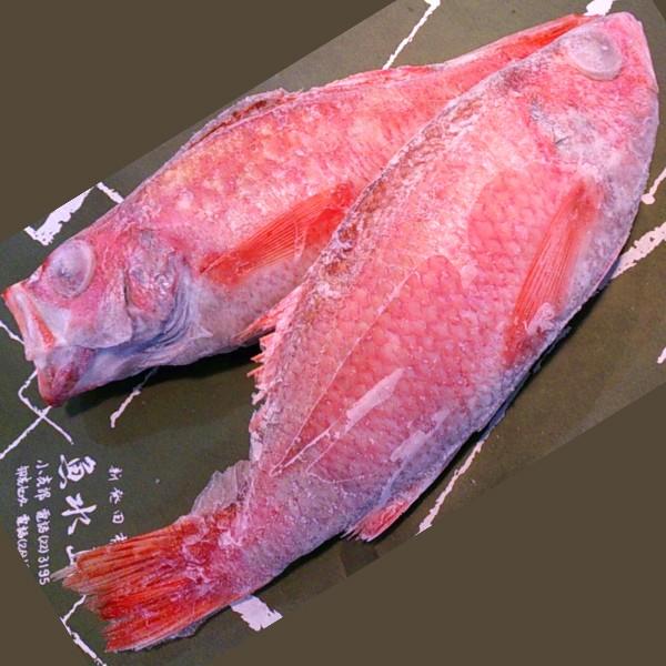 のどぐろ 新潟・日本海産 ノドグロ 500g以上・3尾（生冷凍）送料無料 ノドグロ