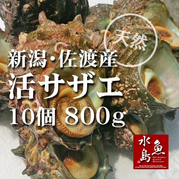 新潟・佐渡産 天然 活サザエ・さざえ 約80g×10個 約800g : 日本海の幸