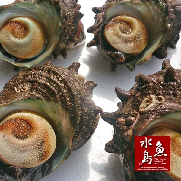 新潟・佐渡産 天然 活サザエ・さざえ 約80g×10個 約800g : 日本海の幸