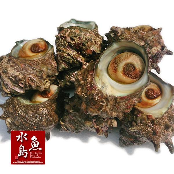 新潟・佐渡産 天然 活サザエ・さざえ 約80g×10個 約800g : 日本海の幸