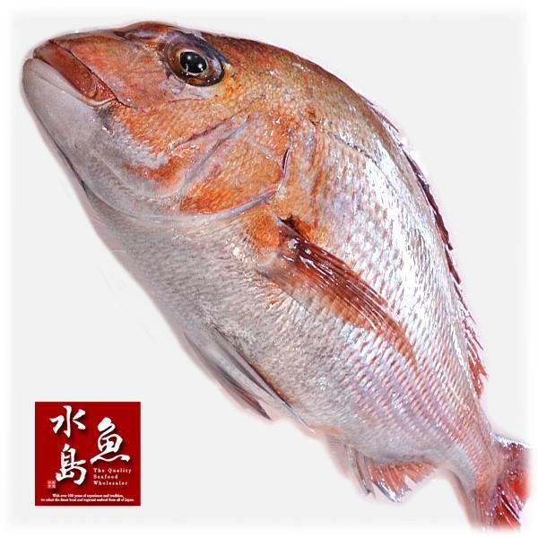 天然真鯛 マダイ 桜鯛 日本海産 3.5〜3.9キロ物 : 日本海の幸 新潟・魚