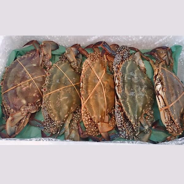 伝説魚 春竜魚 Uo釣りくらら