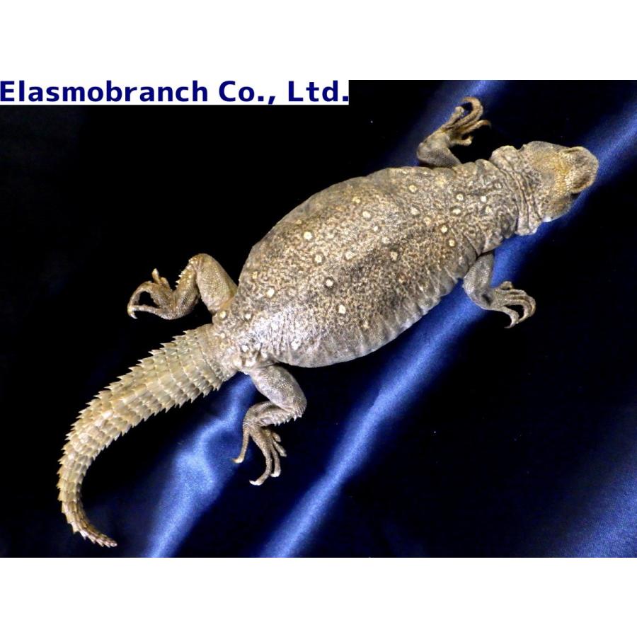 （プラスチネーション）　クジャクトゲオアガマ　標本　（約23.5×8.5cm）　１匹