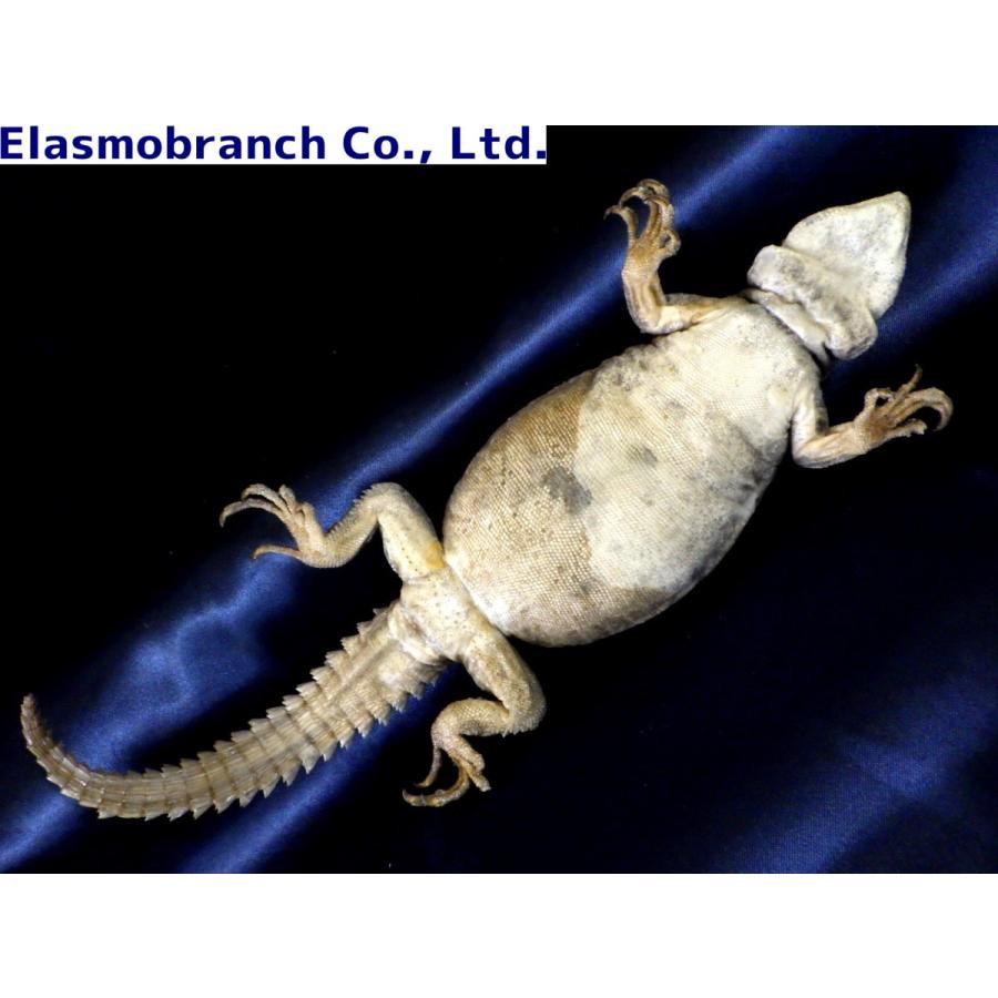 （プラスチネーション）　クジャクトゲオアガマ　標本　（約23.5×8.5cm）　１匹 