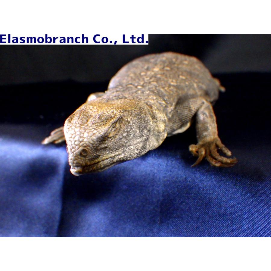 （プラスチネーション）　クジャクトゲオアガマ　標本　（約23.5×8.5cm）　１匹 