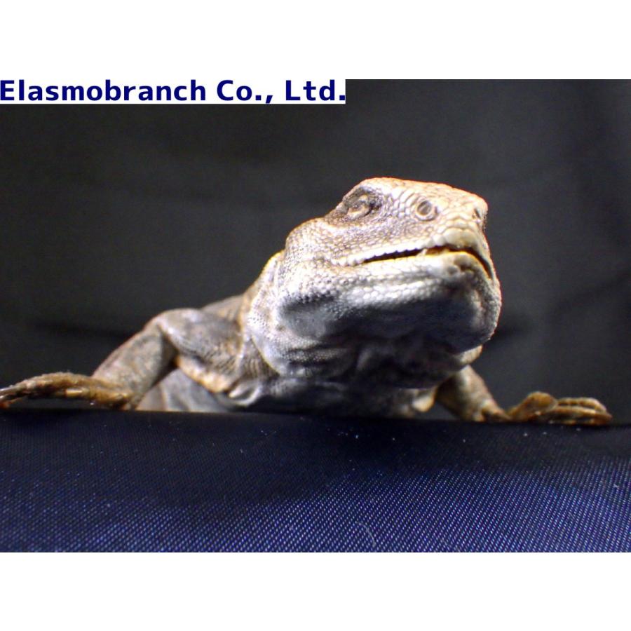 （プラスチネーション）　クジャクトゲオアガマ　標本　（約23.5×8.5cm）　１匹 
