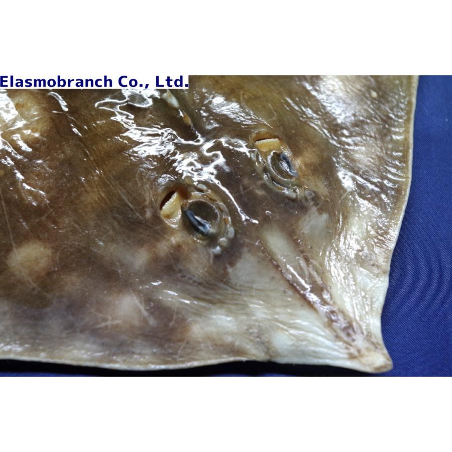 プラスチネーション ガンギエイ 標本 約31 22 5cm １匹 6 アクアハウス魚の道 通販 Yahoo ショッピング