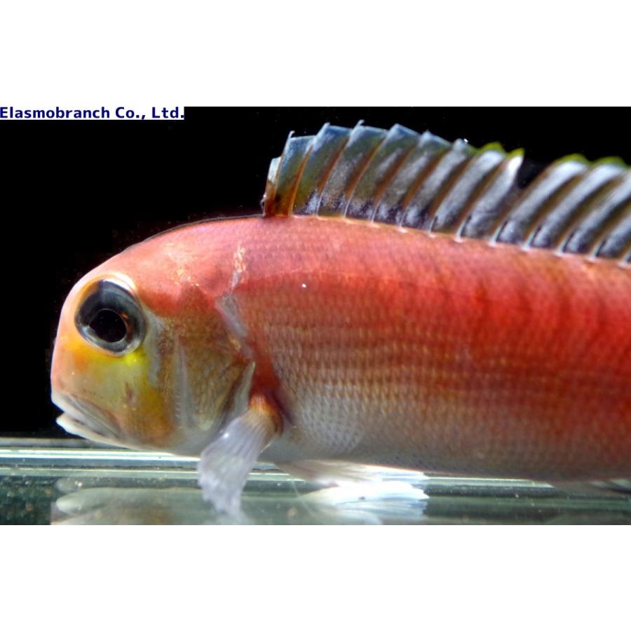 （アマダイ科）　アカアマダイ　Branchiostegus japonicus　（15〜20cm）　１匹 