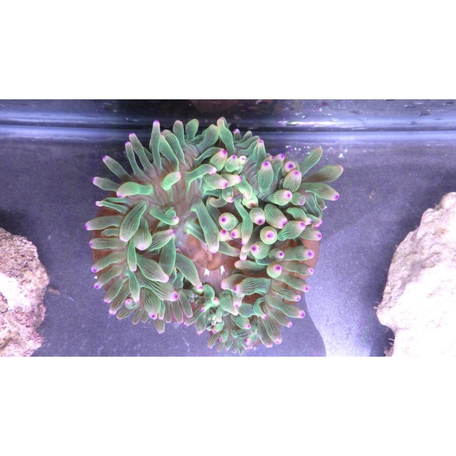 ウメボシイソギンチャク科 サンゴイソギンチャク Entacmaea Quadricolor １匹 Anemone 1 アクアハウス魚の道 通販 Yahoo ショッピング
