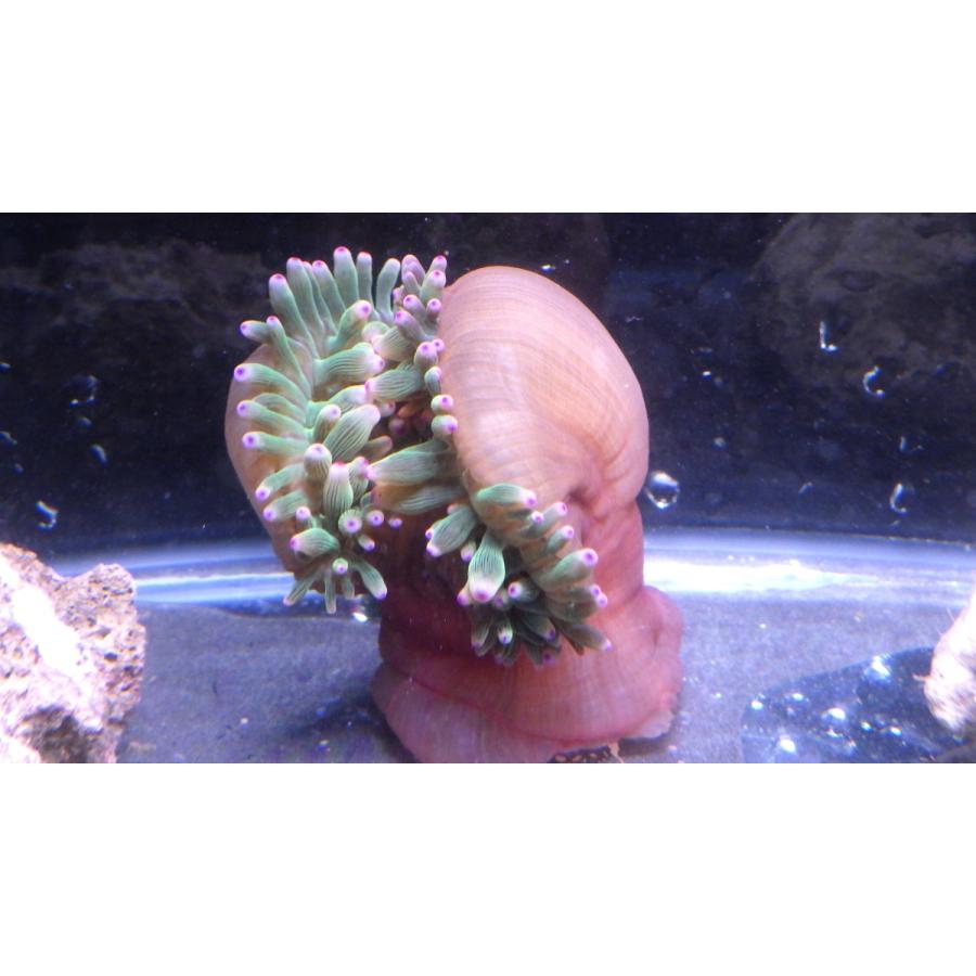 ウメボシイソギンチャク科） サンゴイソギンチャク Entacmaea