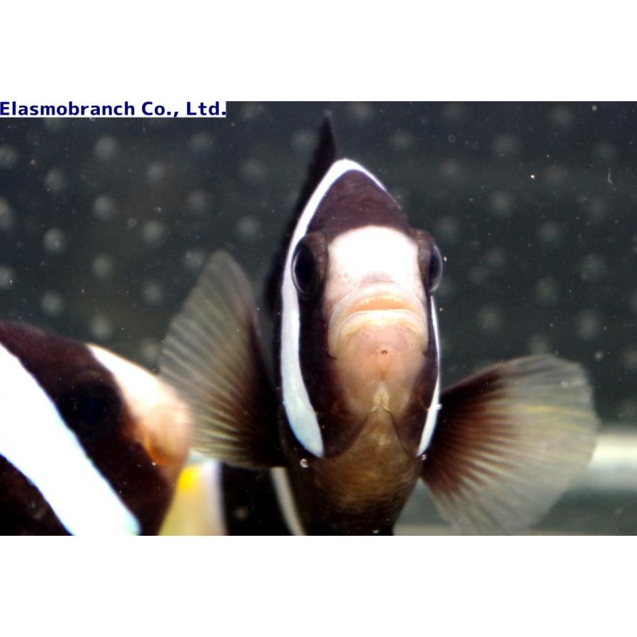 21正規激安 スズメダイ科 クマノミ ペア 沖縄産 Amphiprion Clarkii 10 12cm オスメス各１匹 観賞魚生体