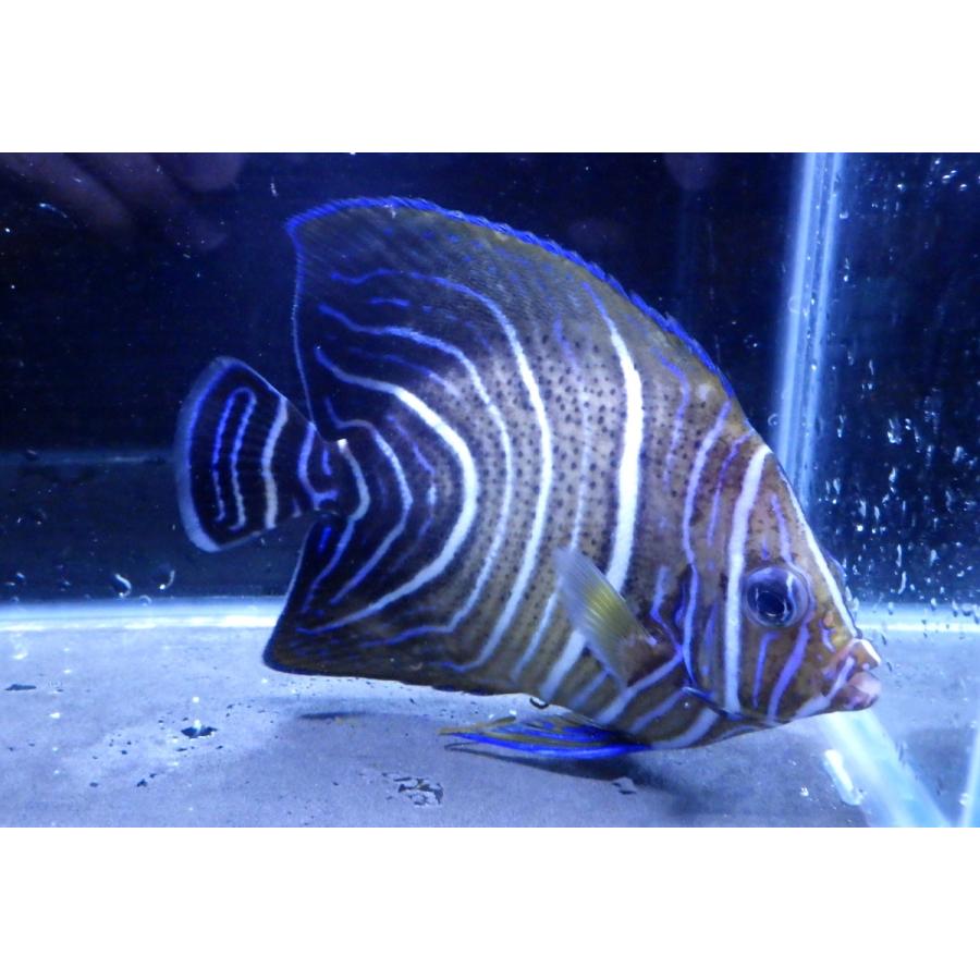 キンチャクダイ科） サザナミヤッコ Pomacanthus semicirculatus （9 