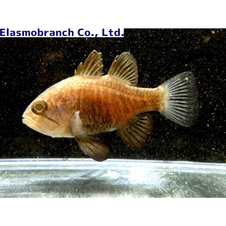 テンジクダイ科 クロイシモチ Apogonichthyoides Niger 4 5cm １匹 Apogon 3 アクアハウス魚の道 通販 Yahoo ショッピング