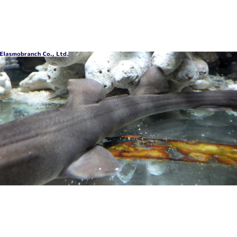 テンジクザメ科 アラビアンバンブーシャーク Chiloscyllium Arabicum 55 60cm １匹 Banbu2 アクアハウス魚の道 通販 Yahoo ショッピング