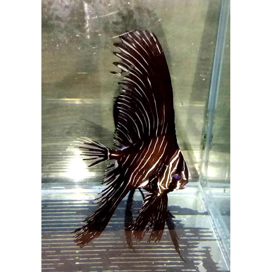 マンジュウダイ科 ゼブラバットフィッシュ 幼魚 Platax Batavianus １匹 Batfish 2 アクアハウス魚の道 通販 Yahoo ショッピング