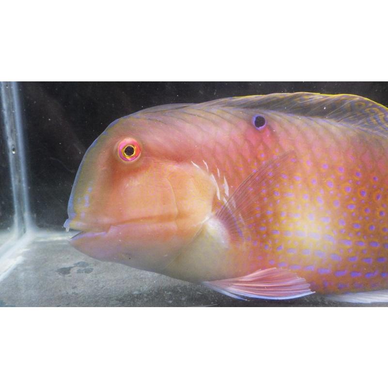 ベラ科） テンス Iniistius dea （20〜25cm） 1匹 : アクアハウス魚の 
