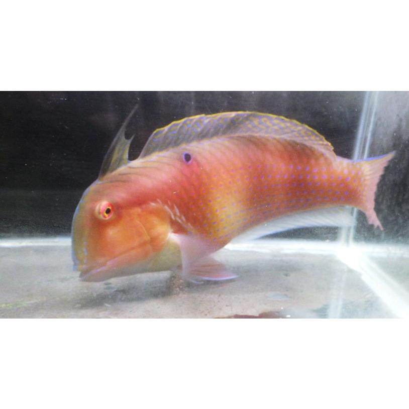 ベラ科） テンス(オス個体) Iniistius dea （20〜25cm） 1匹 