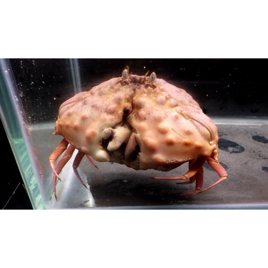 カラッパ科） マルミカラッパ Calappa pustulosa （5〜8cm） 1