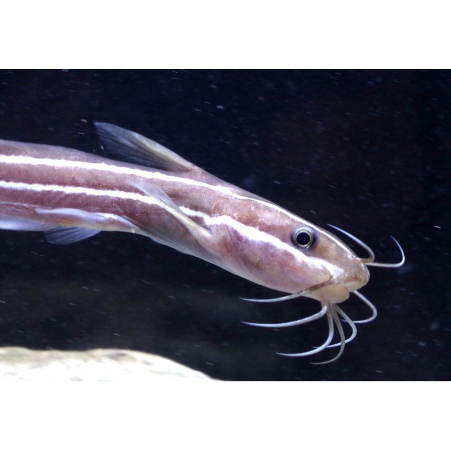 ゴンズイ科 ゴンズイ Plotosus Japonicus 5 10cm １匹 Catfish 1 アクアハウス魚の道 通販 Yahoo ショッピング