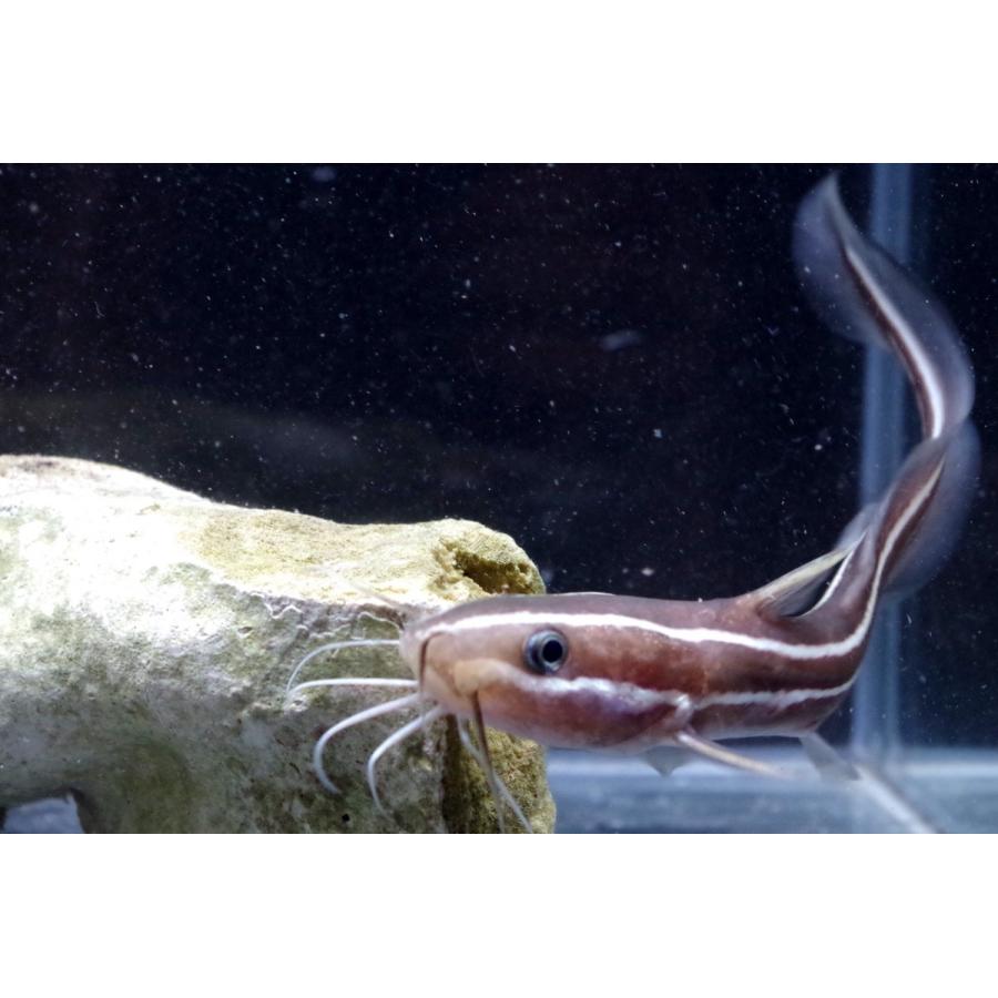 ゴンズイ科 ゴンズイ Plotosus Japonicus 5 10cm １匹 Catfish 1 アクアハウス魚の道 通販 Yahoo ショッピング