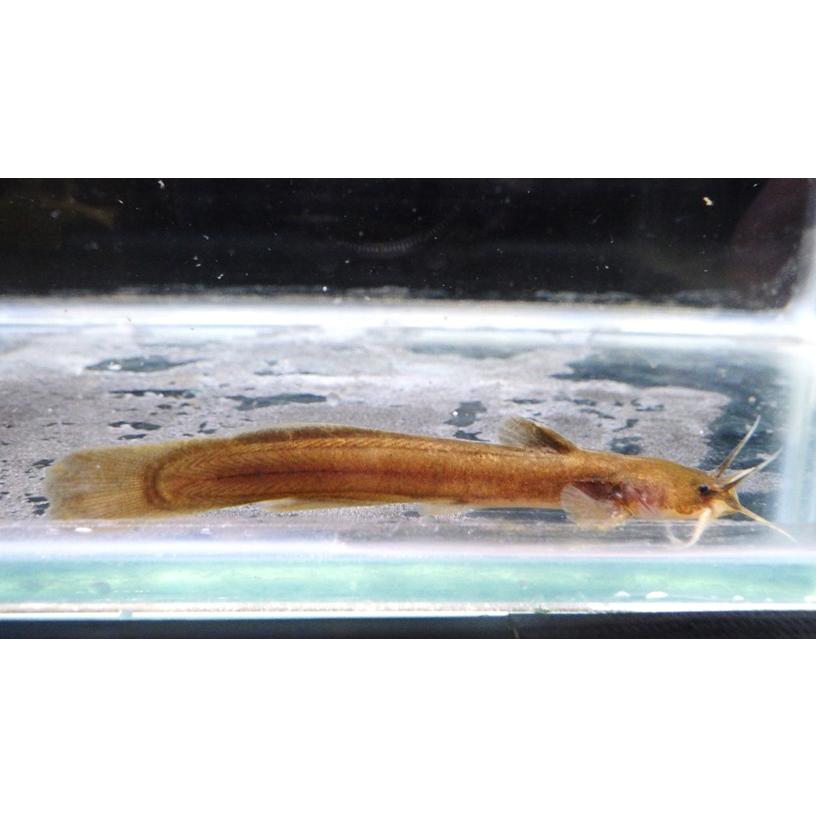 （アカザ科） アカザ Liobagrus reini （4〜7cm） 1匹 : アクアハウス魚の道 - 通販 - Yahoo!ショッピング