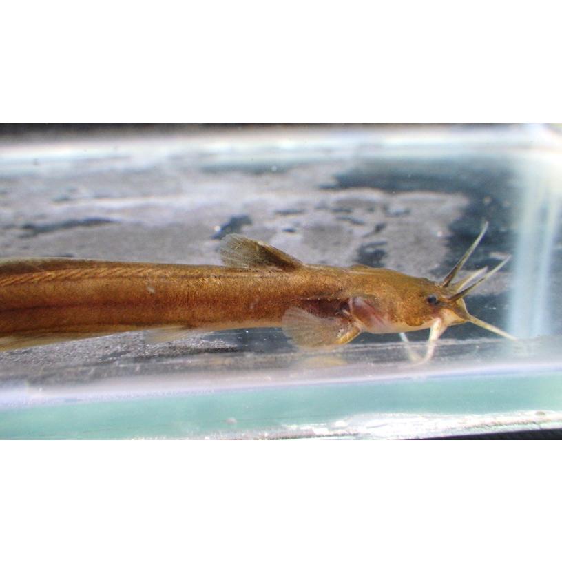 （アカザ科） アカザ Liobagrus reini （4〜7cm） 1匹 : アクアハウス魚の道 - 通販 - Yahoo!ショッピング
