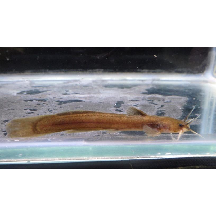 （アカザ科） アカザ Liobagrus reini （4〜7cm） 1匹 : アクアハウス魚の道 - 通販 - Yahoo!ショッピング