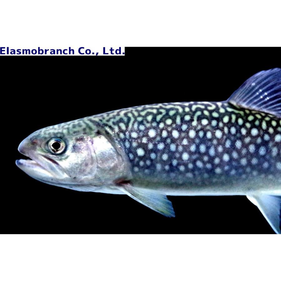サケ科 訳アリ特価 エゾイワナ Salvelinus Leucomaenis Leucomaenis 15 cm １匹 Char 2 アクアハウス魚の道 通販 Yahoo ショッピング