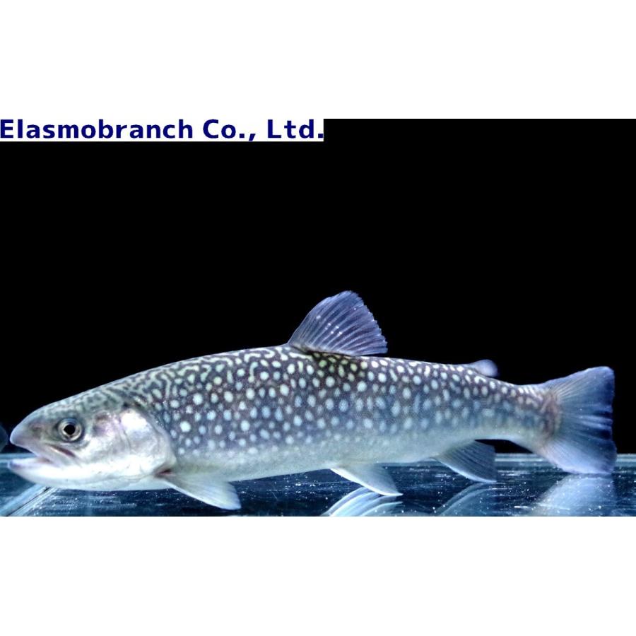 サケ科 訳アリ特価 エゾイワナ Salvelinus Leucomaenis Leucomaenis 15 cm １匹 Char 2 アクアハウス魚の道 通販 Yahoo ショッピング