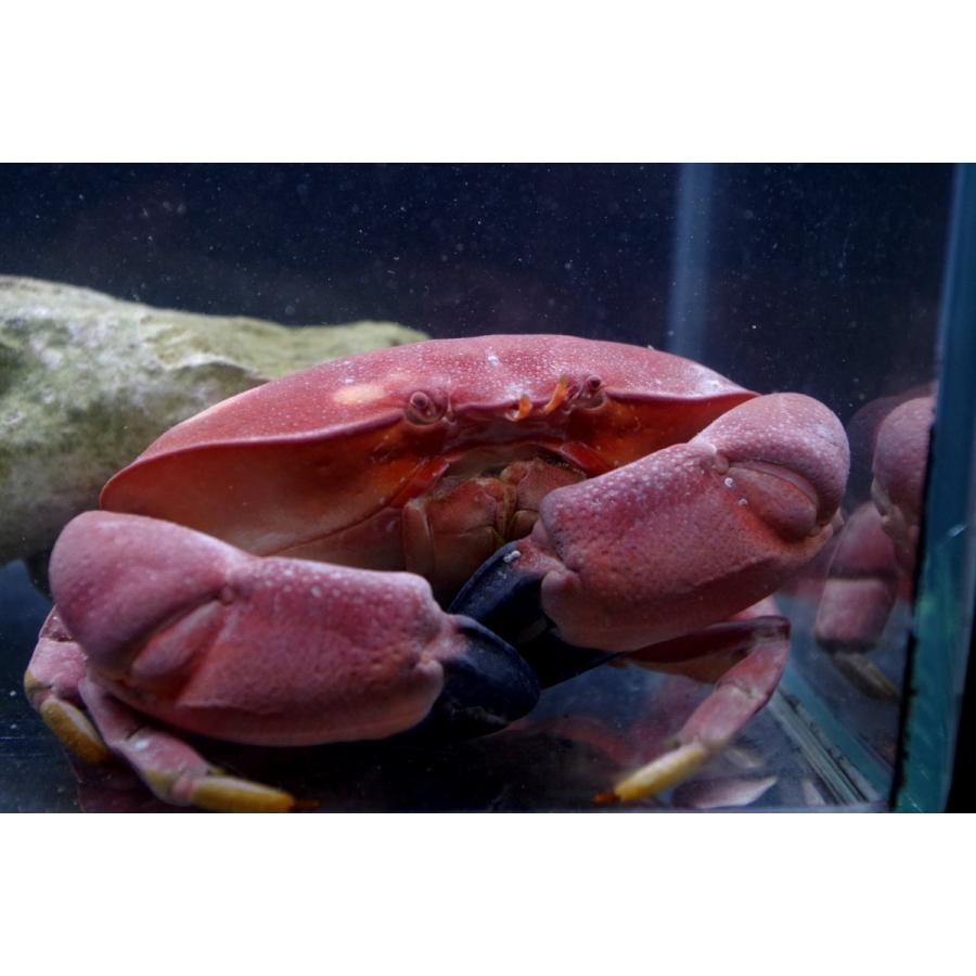 （オウギガニ科）　アカマンジュウガニ　Atergatis subdentatus　（8〜10cm）　１匹｜uonomichi