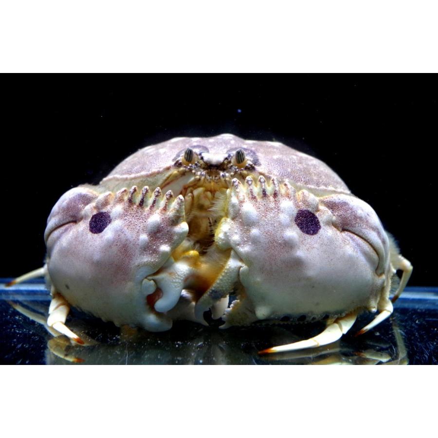 カニを飼育してみよう 自宅で飼えるカニの種類から飼育方法まで解説します トロピカ