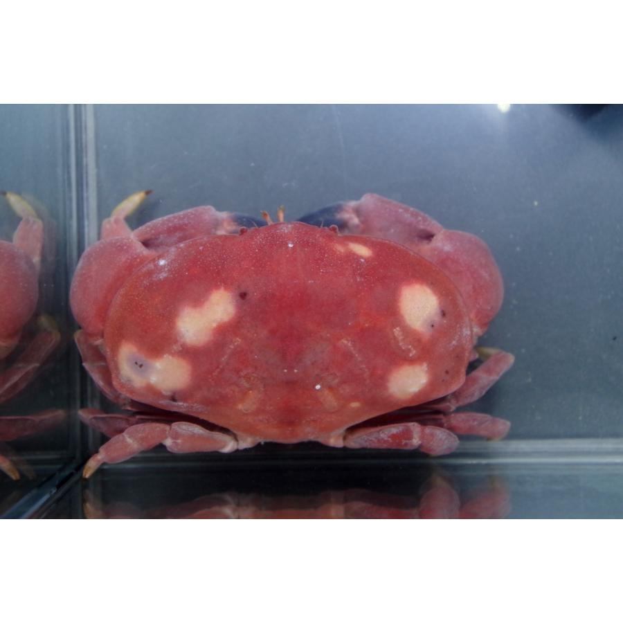 （オウギガニ科）　アカマンジュウガニ　Atergatis subdentatus　（8〜10cm）　１匹｜uonomichi｜02