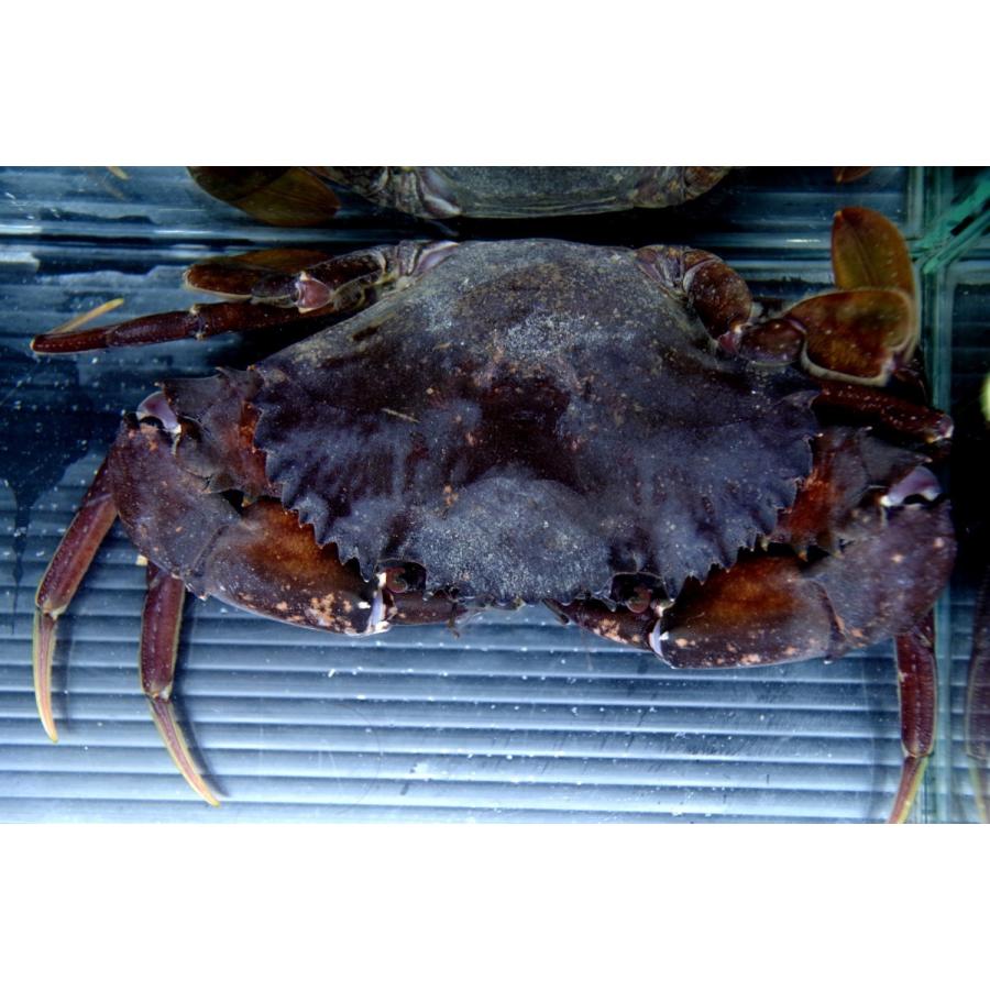 ワタリガニ科 アカテノコギリガザミ Scylla Olivacea 12 15cm １匹 Crab 31 アクアハウス魚の道 通販 Yahoo ショッピング