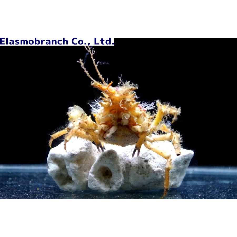 （クモガニ科）　オオカイメンガニ　Paramithrax（Chlorinoides） aculeatus　（3〜4cm）　１匹｜uonomichi