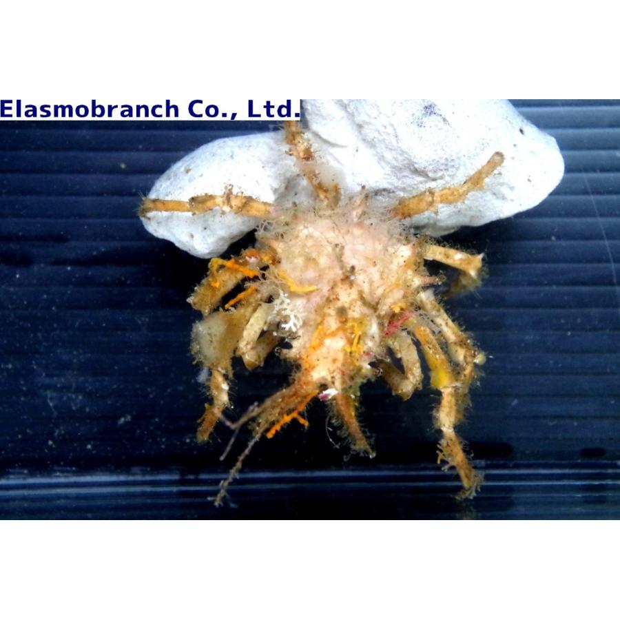 （クモガニ科）　オオカイメンガニ　Paramithrax（Chlorinoides） aculeatus　（3〜4cm）　１匹｜uonomichi｜03