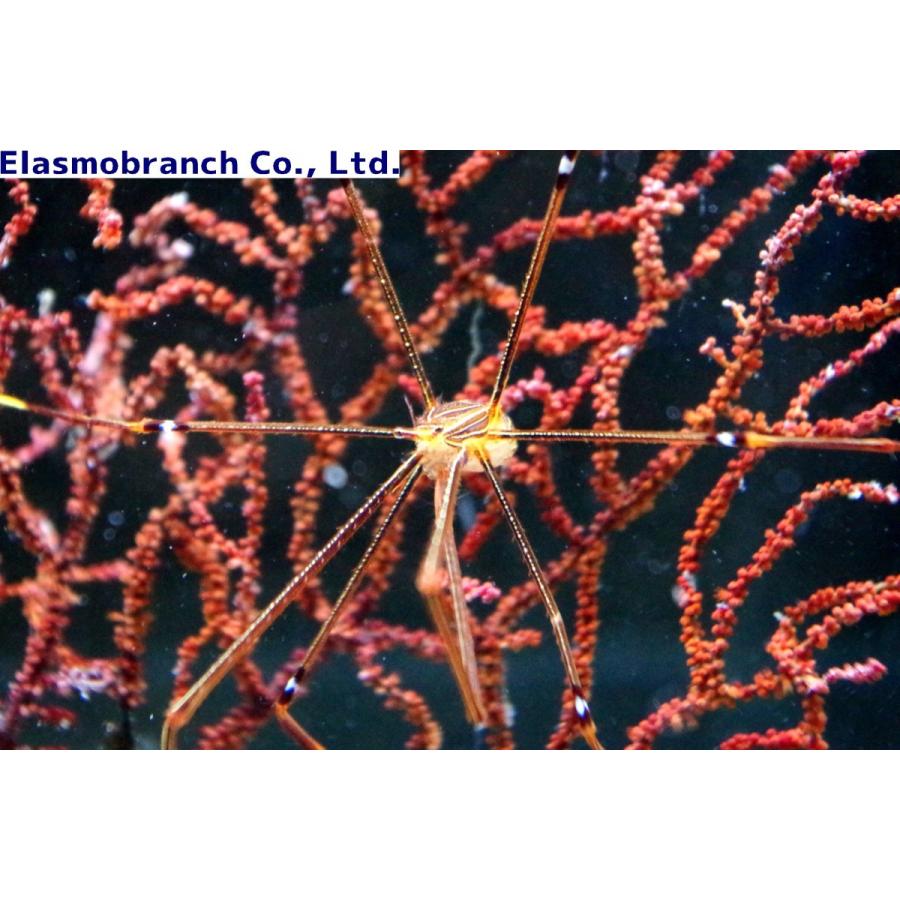 ワラエビ科 オルトマンワラエビ Chirostylus Ortmanni 全長約3 5cm １匹 Crab 37 アクアハウス魚の道 通販 Yahoo ショッピング