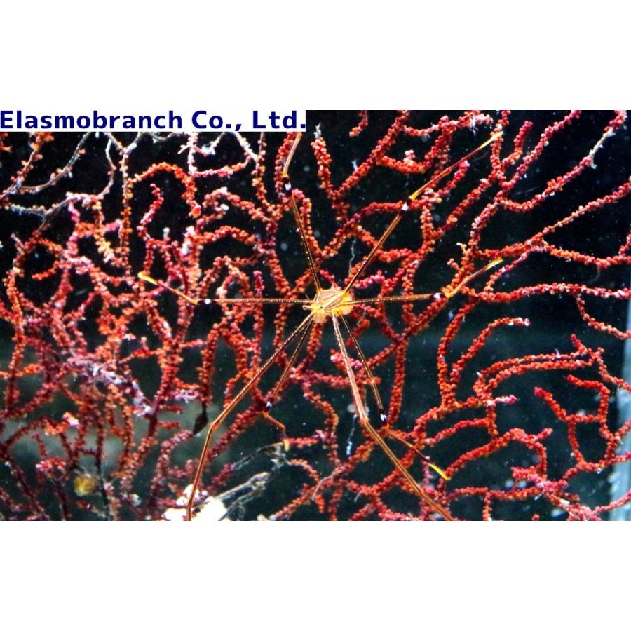ワラエビ科 オルトマンワラエビ Chirostylus Ortmanni 全長約5 8cm １匹 Crab 38 アクアハウス魚の道 通販 Yahoo ショッピング
